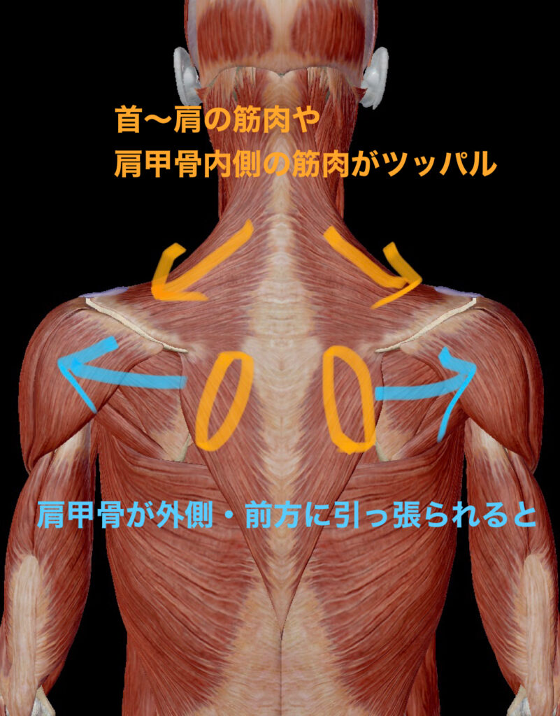 肩こり 肩がこるのは肩甲骨の位置が悪いから じゃあその原因は 長野県飯田市の整体 整骨院prostyle
